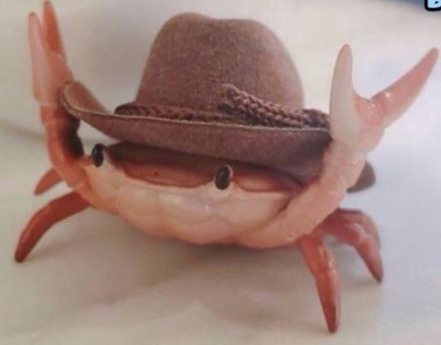 Pale red crab wearing cowboy hat